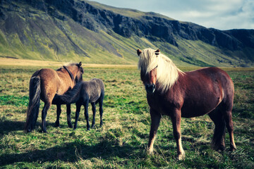Iceland - The Land of Magic