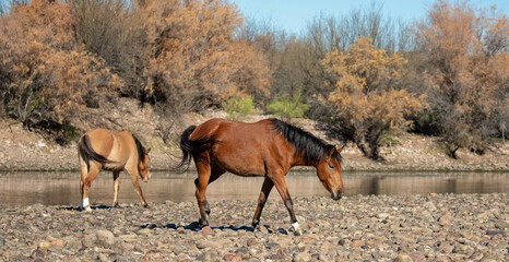 Bay and dun wild horse mares swishing tails while walking next to Salt River near Phoenix Arizona...