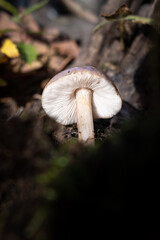 mushroom in the woods