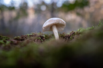 mushroom in the forest