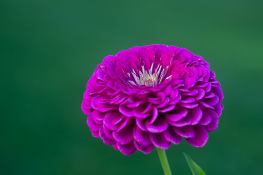 purple zinnia flower macro focus in center of the flower.