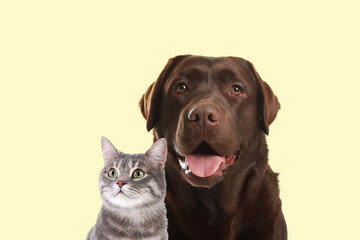 Happy pets. Chocolate Labrador Retriever and cute grey tabby cat on pale light yellow background