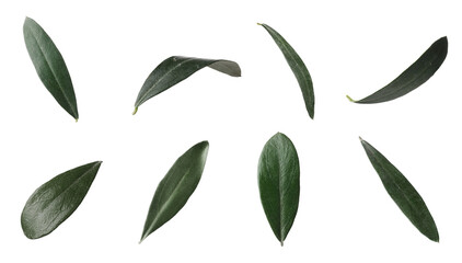Naklejka premium Set with fresh green olive leaves on white background
