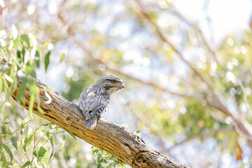 Tawny Frogmouth native Austrlalian owl variety sitting on branch in the wild
