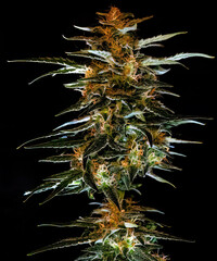 Cannabis - More than the Eye Can See