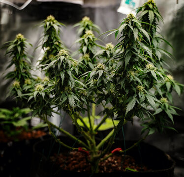 Cannabis - More than the Eye Can See