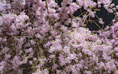 愛知・名古屋城と桜