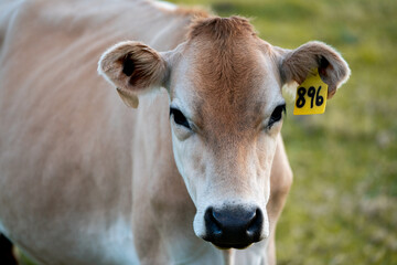 Fototapeta na wymiar portrait of a cow