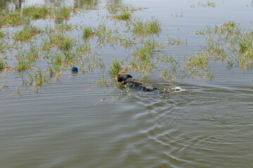 Australian Kelpie retrieving a ball in a fresh water lake