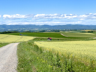 a path through the meadow
