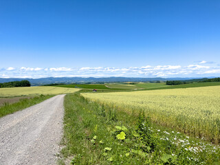 a path through the meadow