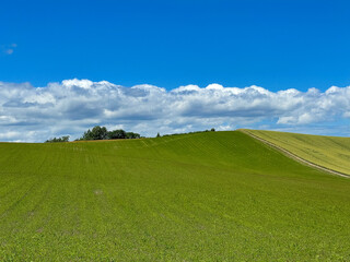 green field and blue sky