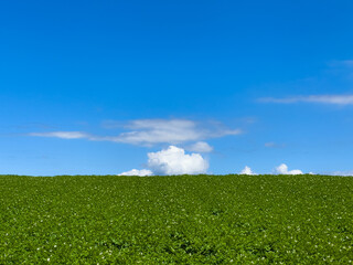Fototapeta na wymiar Clear summer sky and fields