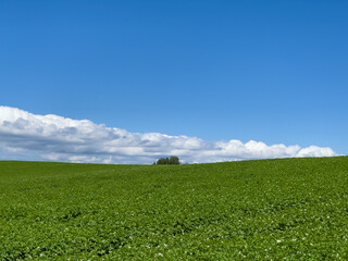 Clear summer sky and fields