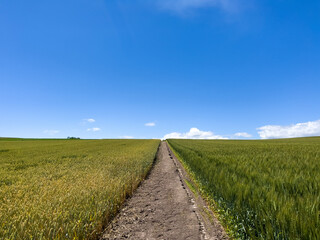 A clear summer sky and a straight road going through the fields