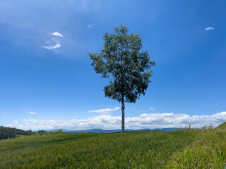 a tree in the field