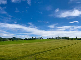 green field and blue sky