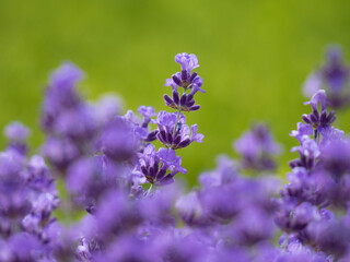 lavender flowers in the garden