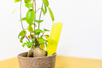 観葉植物のガジュマルに活力剤を注入する