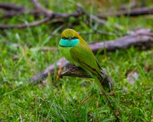 Green bee-eater