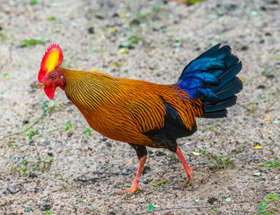 Jungle fowl cock - Sri Lanka's national bird