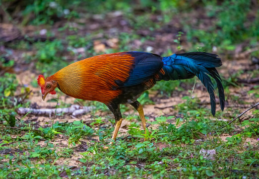Jungle fowl cock - Sri Lanka's national bird