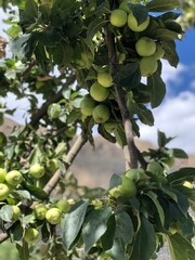green apples on tree