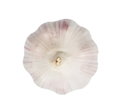 Top view of single fresh white garlic bulb isolated on white background in png file format, Thai herb is great for healing several severe diseases, heart attact, Hyperlipidemia