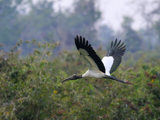 Wood Stork in flight over field in Pantanal, Brazil