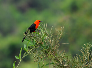 Scarlet-headed Blackbird perched on tree branch on green background