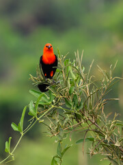 Scarlet-headed Blackbird perched on tree branch on green background