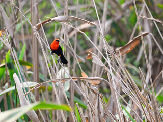 Scarlet-headed Blackbird perched on reeds