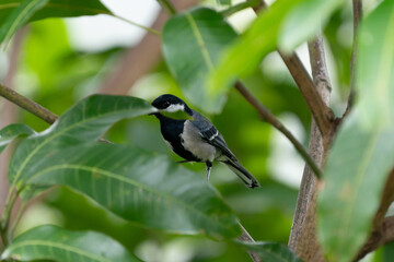 Cinereous Tit Parus cinereus