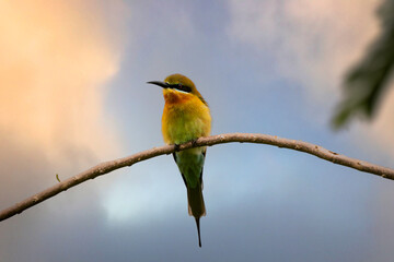 Blue-tailed Bee-eater Merops philippinus