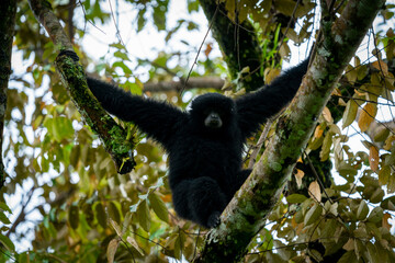 Siamang Symphalangus syndactylus