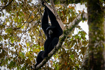 Siamang Symphalangus syndactylus