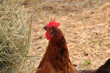 rooster on the farm