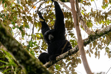 Siamang Symphalangus syndactylus