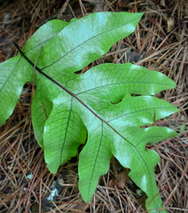 Kowaowao houndstongue leaf New Zealand native fern 