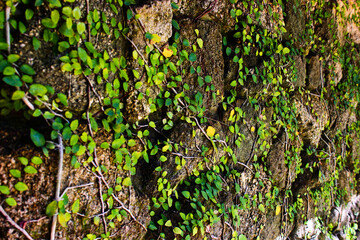 Vines growing up old brick wall