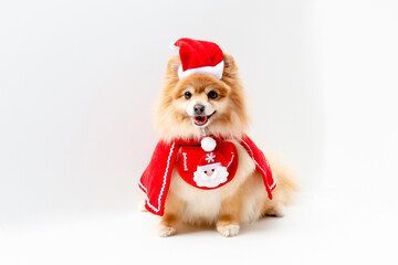 Pomeranian dog in Santa Claus's cap on a white background