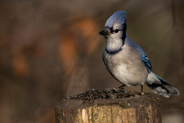 Blue Jay