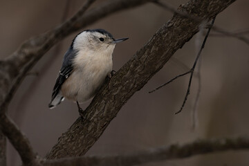 White-breasted nuthatch