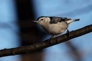 White-breasted nuthatch