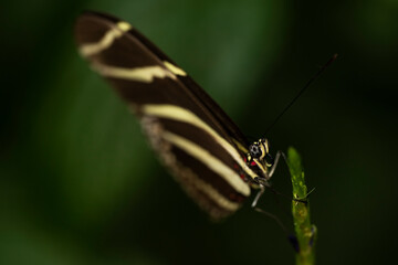 Zebra Longwing Butterfly