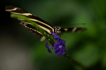 Zebra Longwing Butterfly