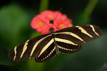 Zebra Longwing Butterfly