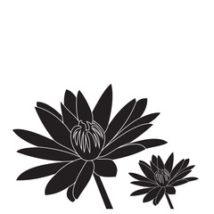 Luxurious black and white lotus flowers, suitable for use in all fields related to nature, especially plants