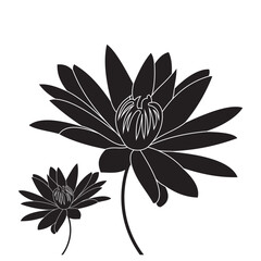 Fototapeta premium Luxurious black and white lotus flowers, suitable for use in all fields related to nature, especially plants