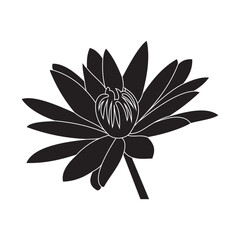 Luxurious black and white lotus flowers, suitable for use in all fields related to nature, especially plants